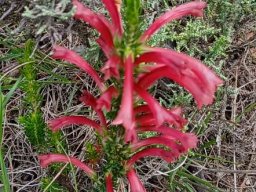 Erica curviflora flowering dark red